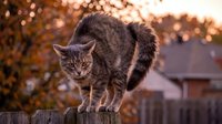 Tabby cat arching its back on a wooden fence at sunset, with autumn foliage in the warm bokeh background.