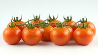 Fresh ripe cherry tomatoes on vine with water drops and green stems arranged in row on white background, isolated produce for food photography.