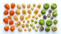 Assorted ground cherry and physalis fruits in various stages of ripeness, displaying orange, yellow, green and purple husks arranged on white background for culinary and botanical design projects.
