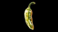 Isolated green and red chili pepper with curved stem on transparent background, ready for t-shirt designs, clipart, stickers, print-on-demand products, and sublimation projects.