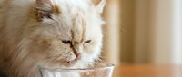Fluffy Persian cat drinking water from glass bowl in warm indoor setting. Pet hydration and care concept for veterinary and animal wellness content.