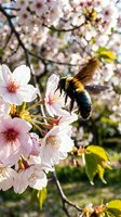 Busy bee collecting nectar from delicate pink cherry blossoms in spring garden with soft bokeh background for nature and pollination concepts.