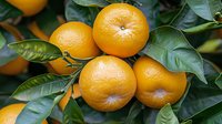 Fresh ripe mandarin oranges growing on tree branch with green leaves, close up view of citrus fruits in natural sunlight, organic farming concept.