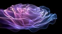 Ethereal rose silhouette glowing with purple and blue neon light effect against black background, abstract floral art design for modern wall decor.