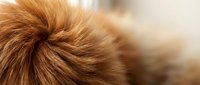 Close-up of soft, fluffy brown hair texture with warm golden tones, suitable for beauty, wellness, and haircare product marketing materials.