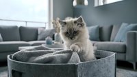 Fluffy tabby and white kitten sitting in gray fabric storage basket indoors with modern sofa and cushions in background.