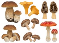 Edible mushroom varieties isolated on white background including porcini, chanterelle, morel and fly agaric specimens for culinary and educational design use.