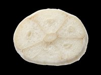 Dried white sand dollar isolated on transparent background, ready for coastal clipart, stickers, t-shirt design, print on demand, and sublimation projects.