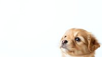 Adorable golden retriever puppy with fluffy fur looking up curiously on white background, isolated for pet care and animal lover designs.