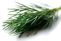 Fresh green dill sprigs with delicate feathery leaves on white background, macro shot showing fine texture and natural herb detail for culinary and food photography.