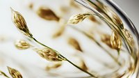 Golden oat grains on delicate stems bend gracefully against soft white background, creating organic curves and natural movement in macro photography.