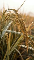 Golden rice stalks with water droplets in warm sunlight during harvest season showcasing agricultural abundance and natural grain production.
