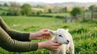 Young white lamb being hand-fed by farmer in rural pasture. Livestock care and agricultural animal husbandry concept for farming, agriculture, and countryside living themes.