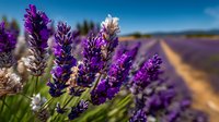 Purple lavender flowers blooming in agricultural field with blue sky background for aromatherapy and natural wellness concepts.