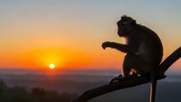 Silhouette of monkey sitting on branch against vibrant orange sunset sky over mountain landscape for wildlife and nature themed designs.