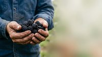 Farmer holding fresh blackberries in cupped hands, showcasing organic fruit harvest for agricultural and food industry use.