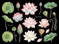 Watercolor lotus flowers and lily pads isolated on transparent background. Botanical design elements ready for t-shirts, clipart, stickers, sublimation, print-on-demand products and digital crafts.