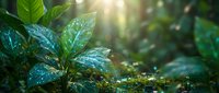 Fresh green leaves with morning dew drops in sunlight creating natural bokeh effect. Lush tropical foliage background for wellness and nature concepts.