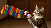 Tabby kitten with white markings playing with colorful rainbow streamer toy indoors, playful pet interaction and entertainment for cats.