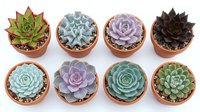 Colorful succulent collection in terracotta pots isolated on white background, showcasing variety of rosette shapes and hues for home decor.