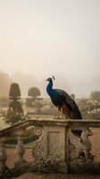 Majestic peacock perched on ornate stone balustrade in misty garden setting with soft morning light and romantic atmosphere for luxury travel content.