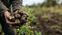Farmer holding freshly harvested potatoes with soil-covered hands in agricultural field during harvest season for farming and gardening projects.