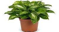 Potted Dieffenbachia plant with variegated green and cream leaves growing in brown plastic container, isolated on white background for gardening and home decor use.