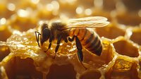 Honey bee collecting nectar on golden honeycomb cells in warm sunlight. Close-up macro photography shows detailed wings and body structure against blurred background.