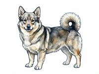 Corgi dog breed isolated on white background, standing in profile with alert expression, tan and black coat coloring, suitable for pet care designs.