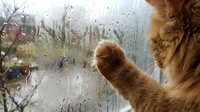 Ginger cat paw touching wet window glass with rain droplets, looking outside at rainy garden, curious feline behavior indoors.