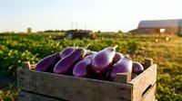 Fresh purple eggplants in wooden crate at organic farm during golden hour sunset. Healthy vegetables harvest ready for farmers market and cooking.
