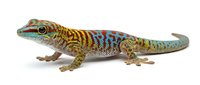 Colorful lizard with golden and turquoise patterned scales isolated on white background, suitable for wildlife education, nature design projects and reptile illustrations.