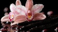 Pink cymbidium orchid with water drops on dark background, soft focus macro photography showing delicate petals and dewdrops in romantic lighting.