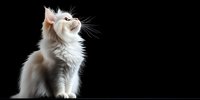 Majestic white Persian cat with long fluffy fur sitting against black background, looking up with curious expression. Isolated studio portrait for pet and animal concepts.