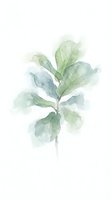 Watercolor botanical illustration of delicate green foliage with soft, translucent leaves on white background. Isolated artwork suitable for home decor, wellness, and design projects.