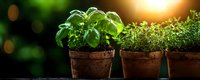 Fresh basil and thyme herbs growing in clay pots on windowsill with morning sunlight and bokeh effect, organic home gardening concept.