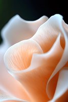 Delicate peach rose petals in soft focus macro photography showing gentle curves and textures with subtle light and shadow play on smooth surface.