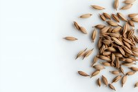 Scattered brown barley grains on white background, top view with copy space. Natural cereal ingredient for brewing and cooking, isolated layout.