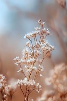 Delicate white baby's breath flowers against soft brown and blue bokeh background, creating dreamy romantic atmosphere for wedding and floral designs.