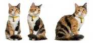 Tabby and white cat wearing yellow collar sitting and looking at camera against white background, multiple angles showing front and side views for design and advertising use.