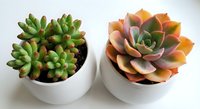 Two colorful succulent plants in modern white ceramic pots on clean background, perfect for home decor and gardening projects.