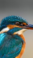 Close-up portrait of common kingfisher with vibrant blue and orange plumage showing detailed feather texture and bright eye against blurred background.