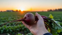 Fresh beetroot with green leaves held in hand during golden hour sunset over agricultural field for organic farming and harvest concepts.