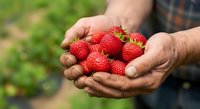 Farmer holding fresh ripe strawberries in hands outdoors, harvesting organic berries from garden field during summer season.