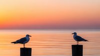 Two seagulls perched on wooden posts at sunset over calm ocean water with golden orange sky reflecting on surface creating peaceful coastal scene.