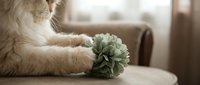 Fluffy orange tabby cat playing with green succulent plant on beige sofa in cozy living room interior for pet care and home decor concepts.
