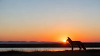 Wolf silhouette standing by lake at golden sunset with orange sky reflection on water creating peaceful wilderness scene for nature photography.