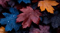 Colorful autumn maple leaves covered in water droplets against dark background, creating moody and dramatic nature composition with red, blue and orange foliage.