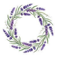 Lavender wreath with purple flowers and green leaves on white background, botanical circle frame for wedding invitations and aromatherapy designs.
