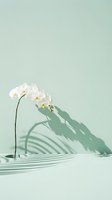 White orchid flowers casting dramatic shadows on mint green background with water ripples creating zen spa atmosphere for wellness branding.